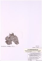 藏品(粉枝藻科)的圖片